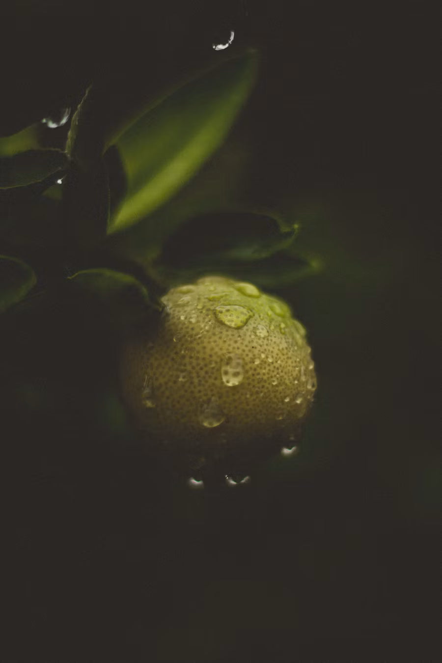 Lifestyle image representing the Citrus Home Fragrance Collection by Glim & Glam, inspired by fresh lemons, bergamot and Mediterranean citrus notes.