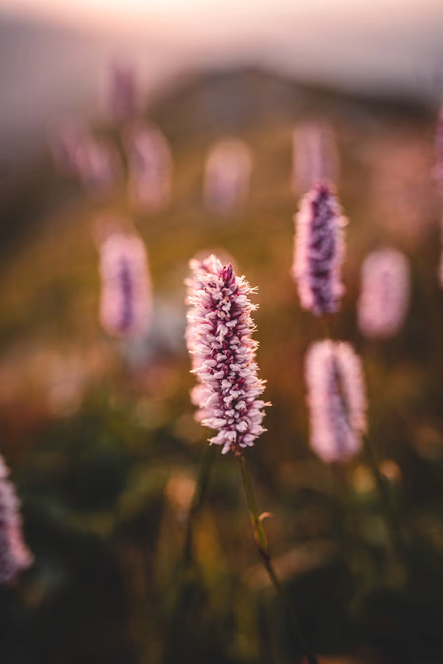 Lifestyle image representing the Floral Home Fragrance Collection by Glim & Glam, inspired by blooming flowers, delicate petals and elegant botanical scents.