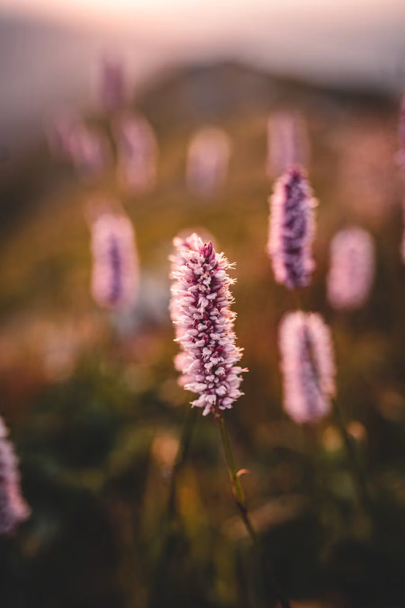 Floral